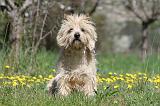 CAIRN TERRIER 247